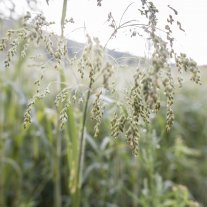 Hirse auf dem Feld